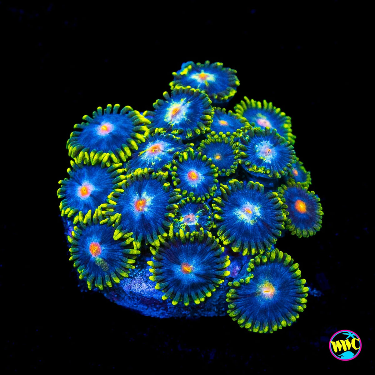 WWC Peacock Nipple Zoanthids