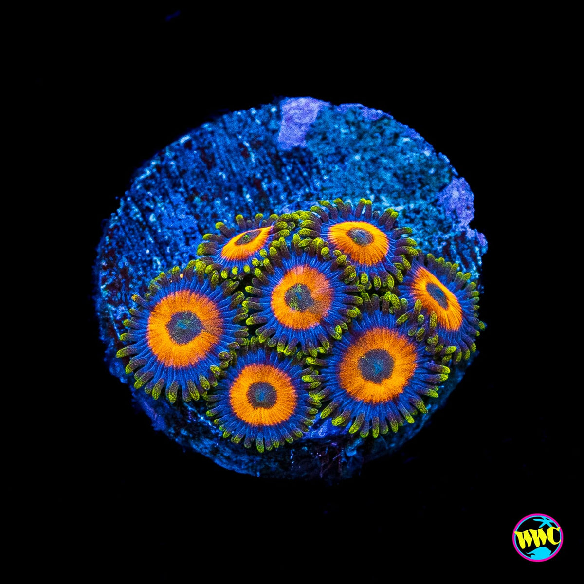Jungle Juice Zoanthids