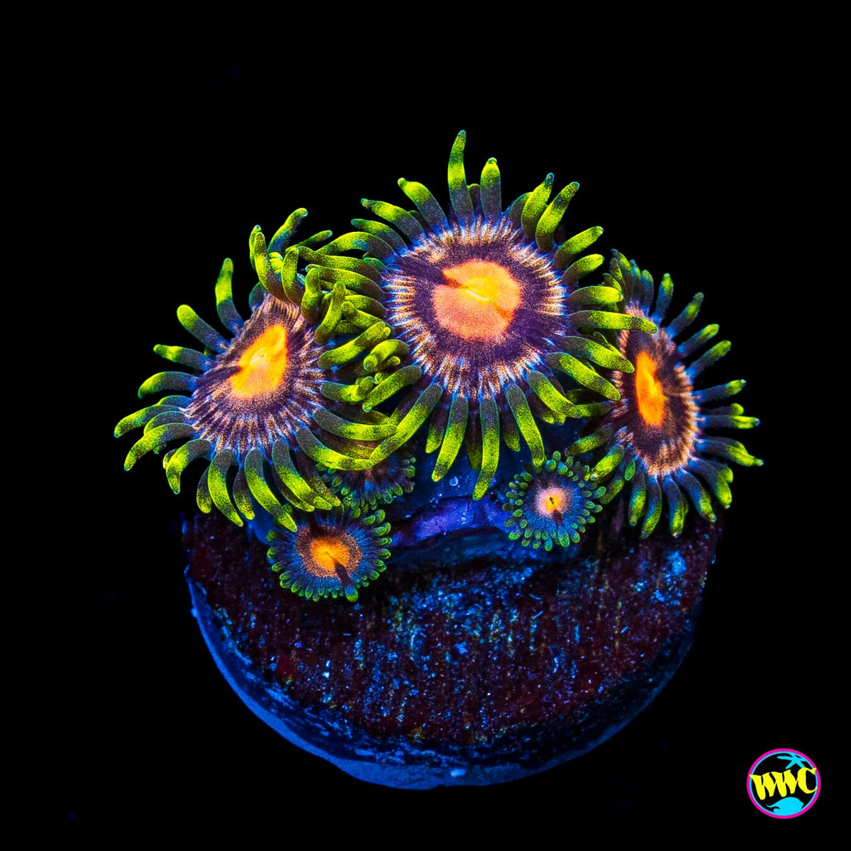 Purple Pinwheel Zoanthids