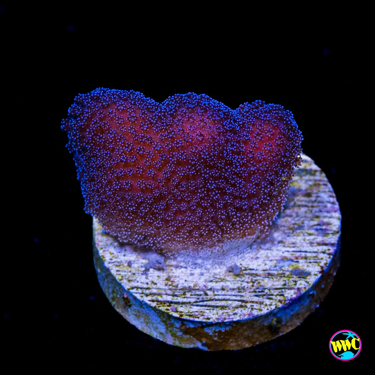 WWC Purple Stylophora
