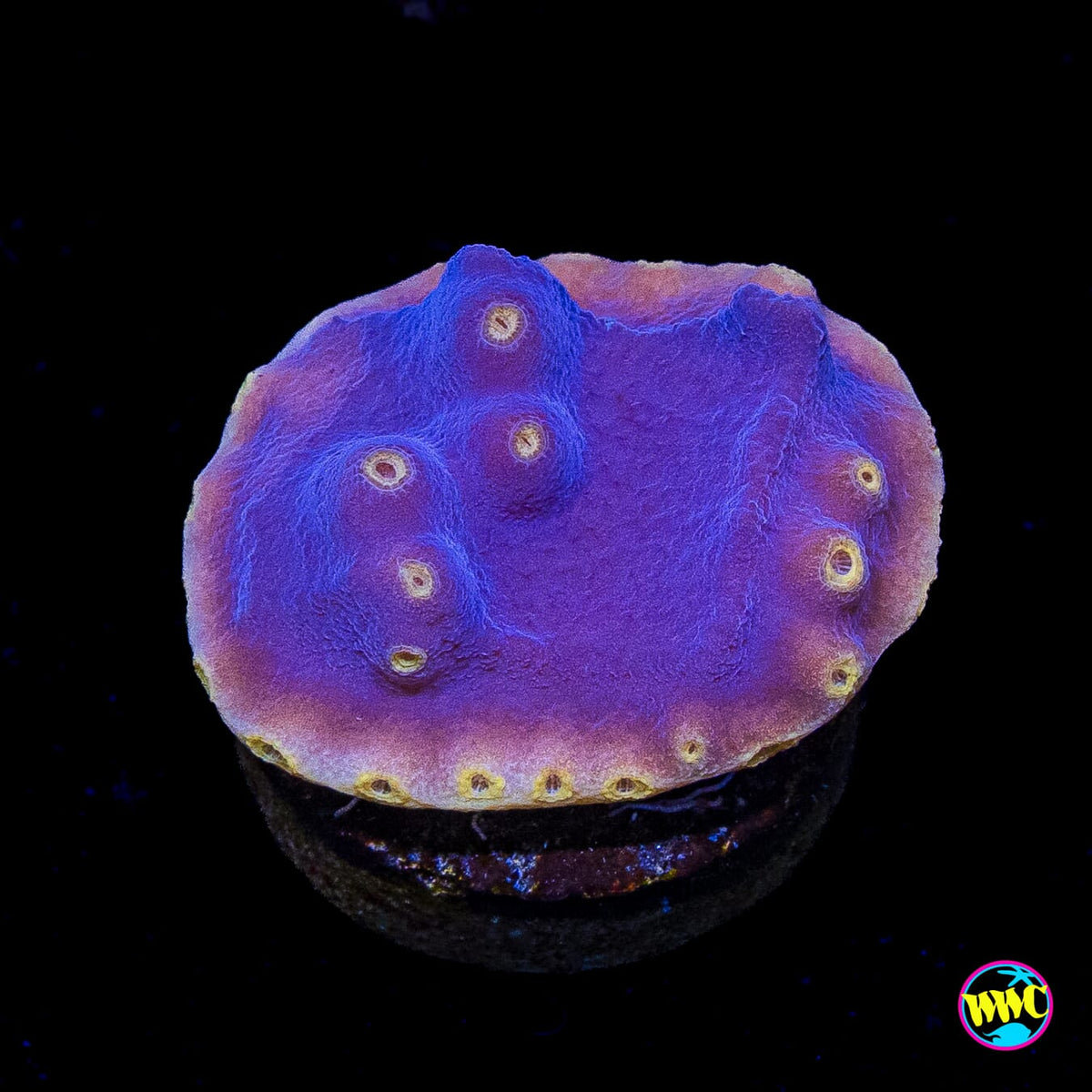 WWC Lakerz Turbinaria