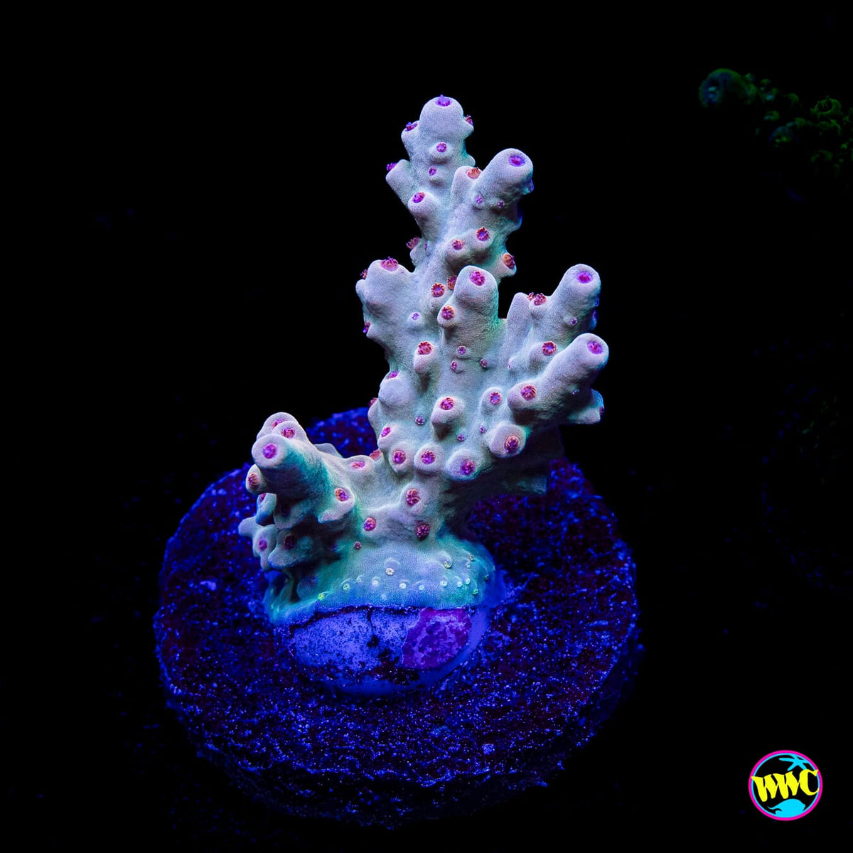WWC White Walker Acropora