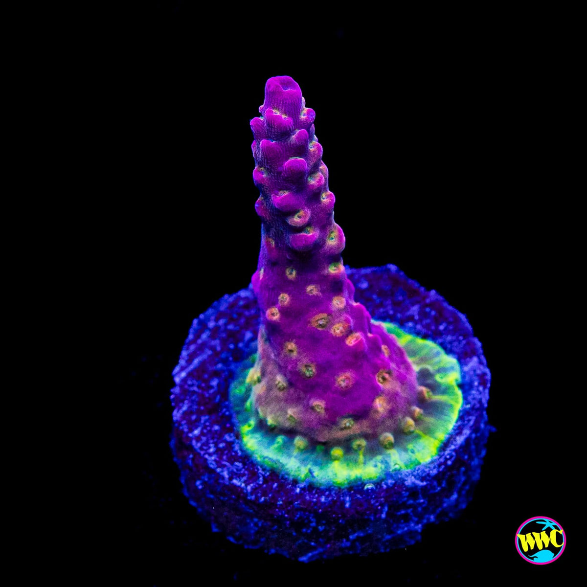 WWC Grizzly Adams Acropora
