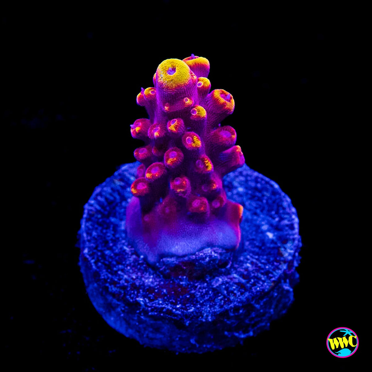 Jason Fox Fox Flame Acropora