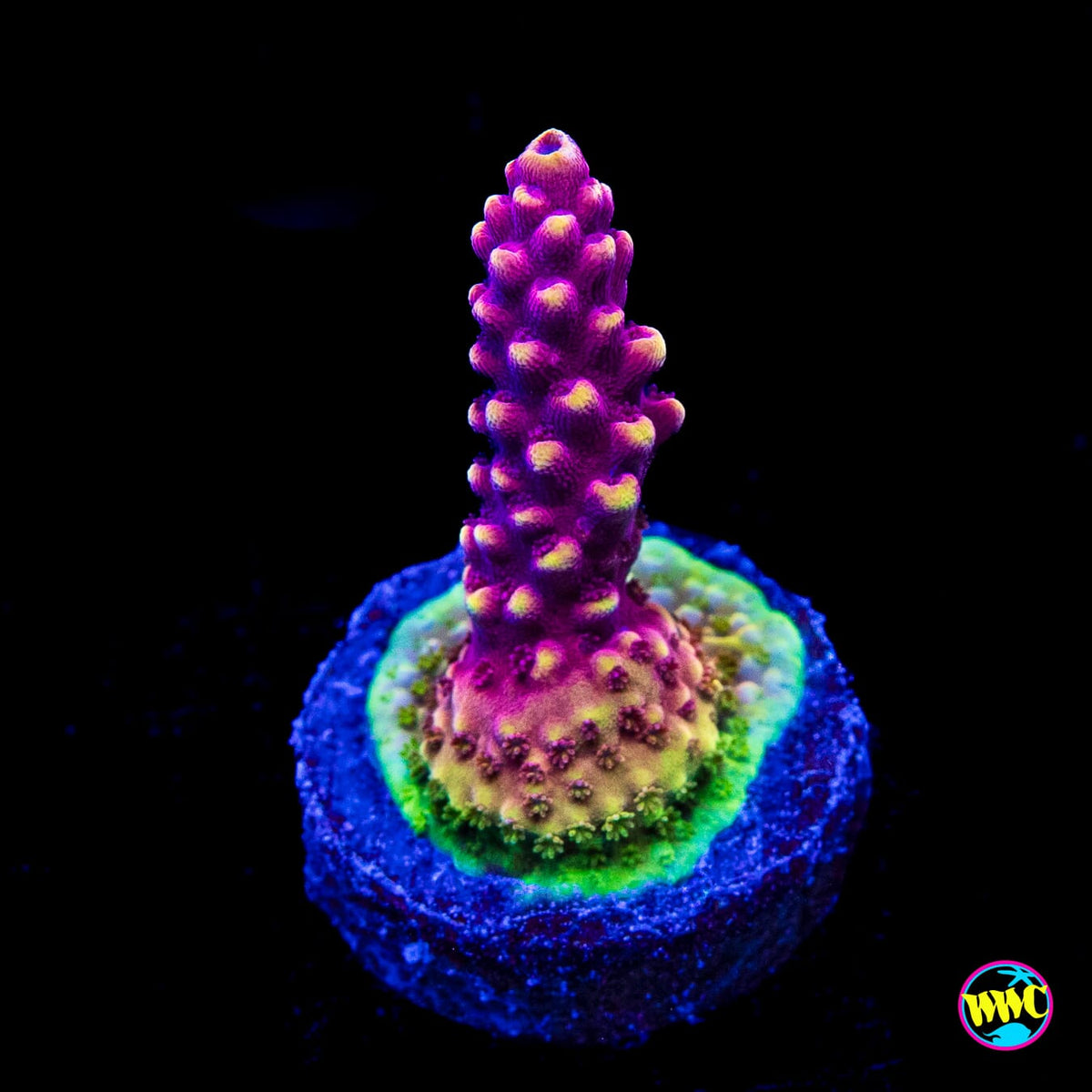 WWC Terra Red Acropora