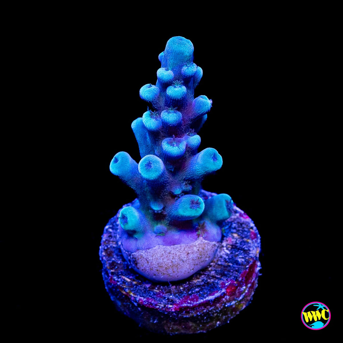 Oregon Tort Acropora