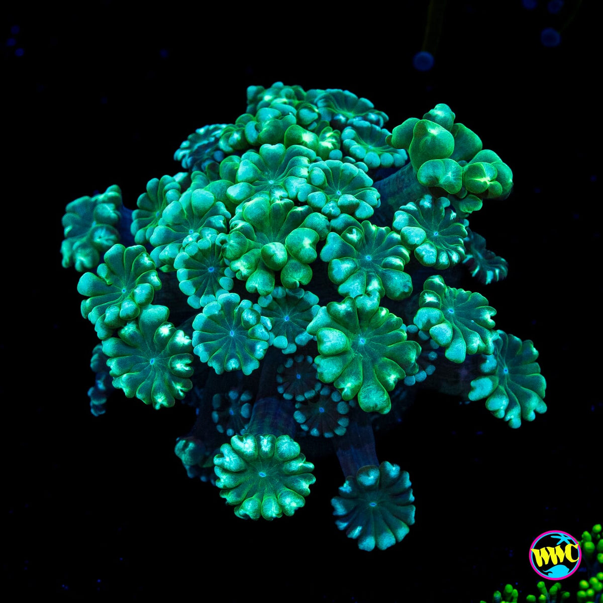 Spearmint Alveopora