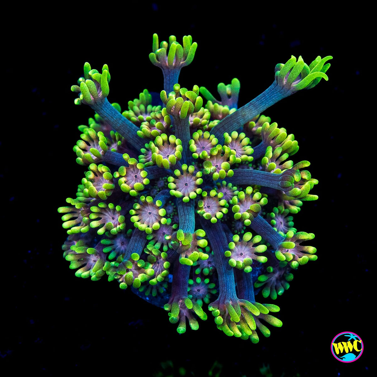 WWC Guava Berry Alveopora