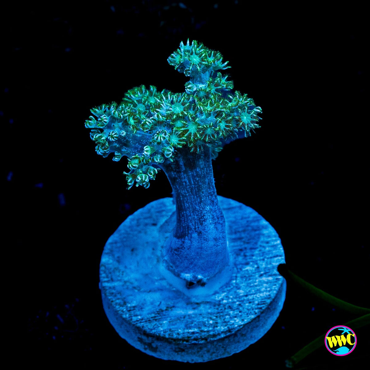 WWC Solomon Hairy Leather