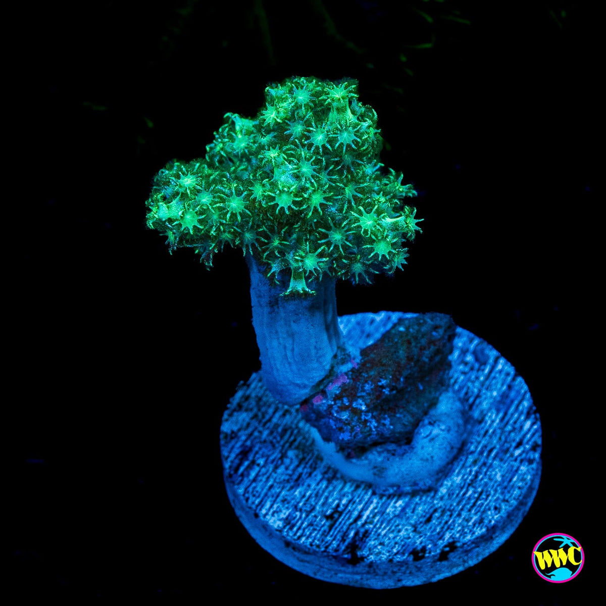 WWC Kaiju Hairy Leather