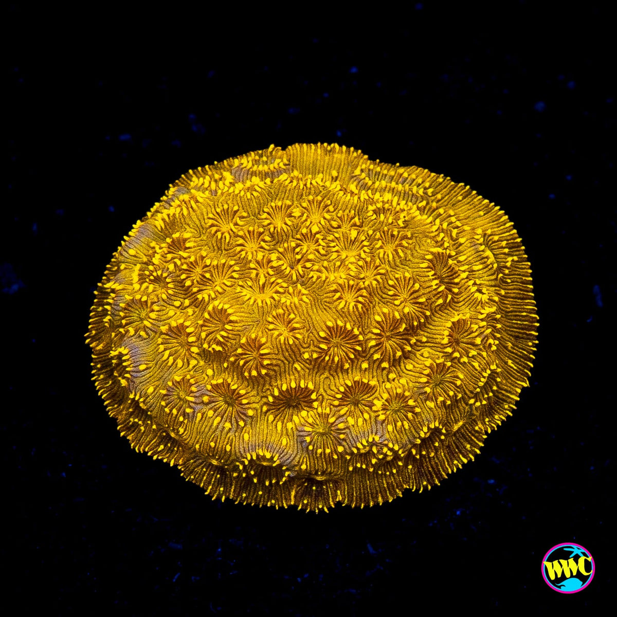 WWC Golden Pavona