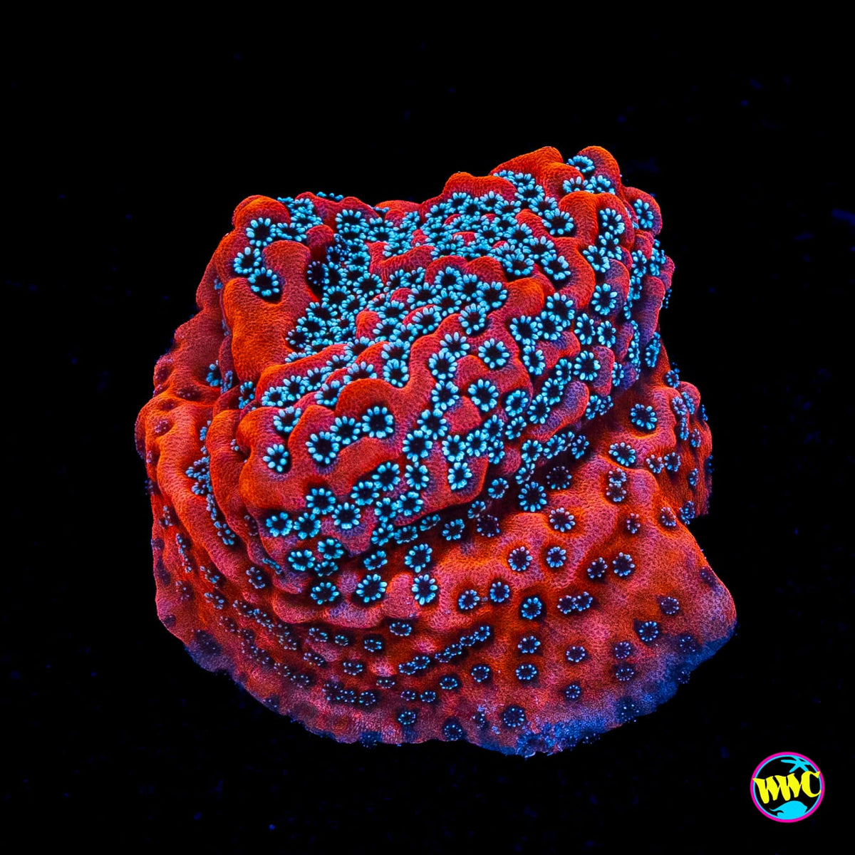 WWC Dragonfruit Montipora