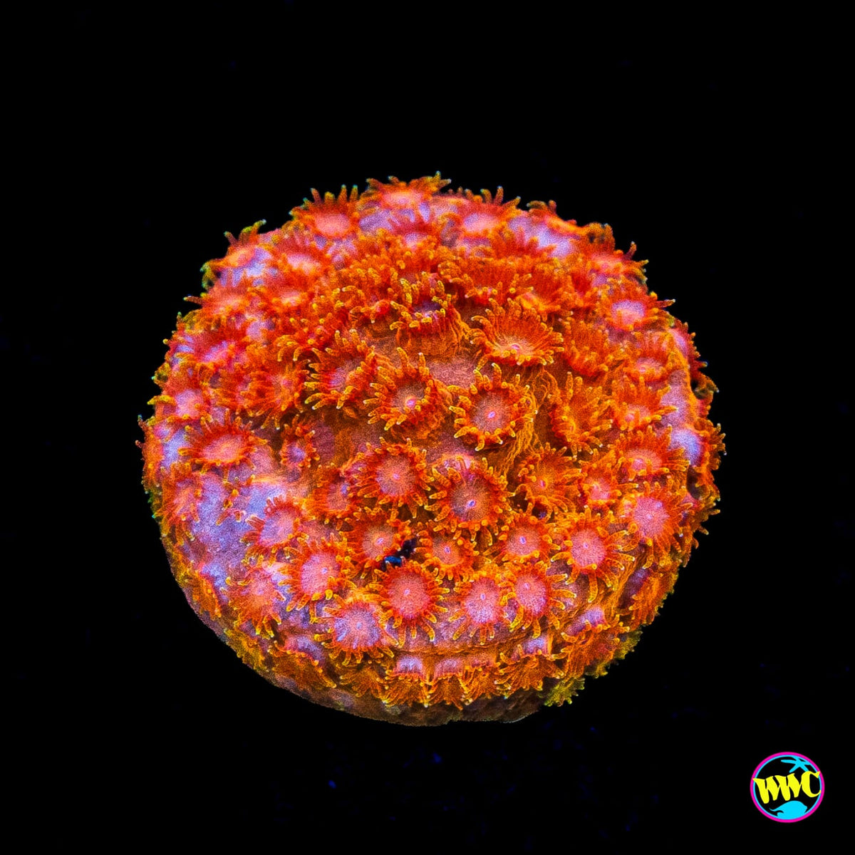 WWC Hi-Cee Cyphastrea