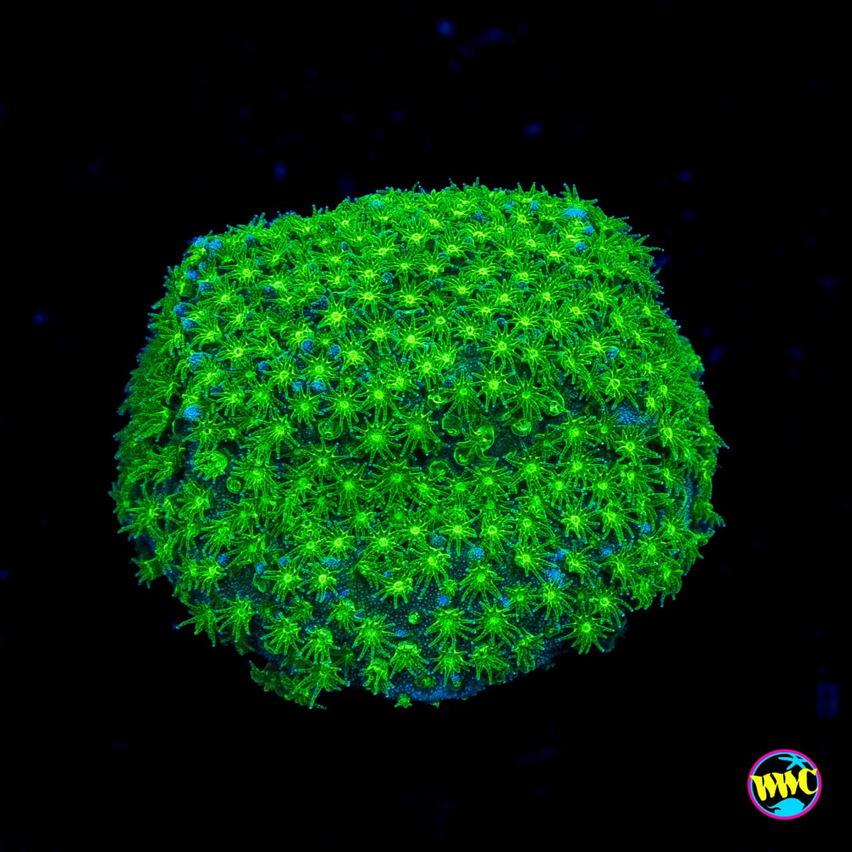 WWC Night Vision Stylocoeniella