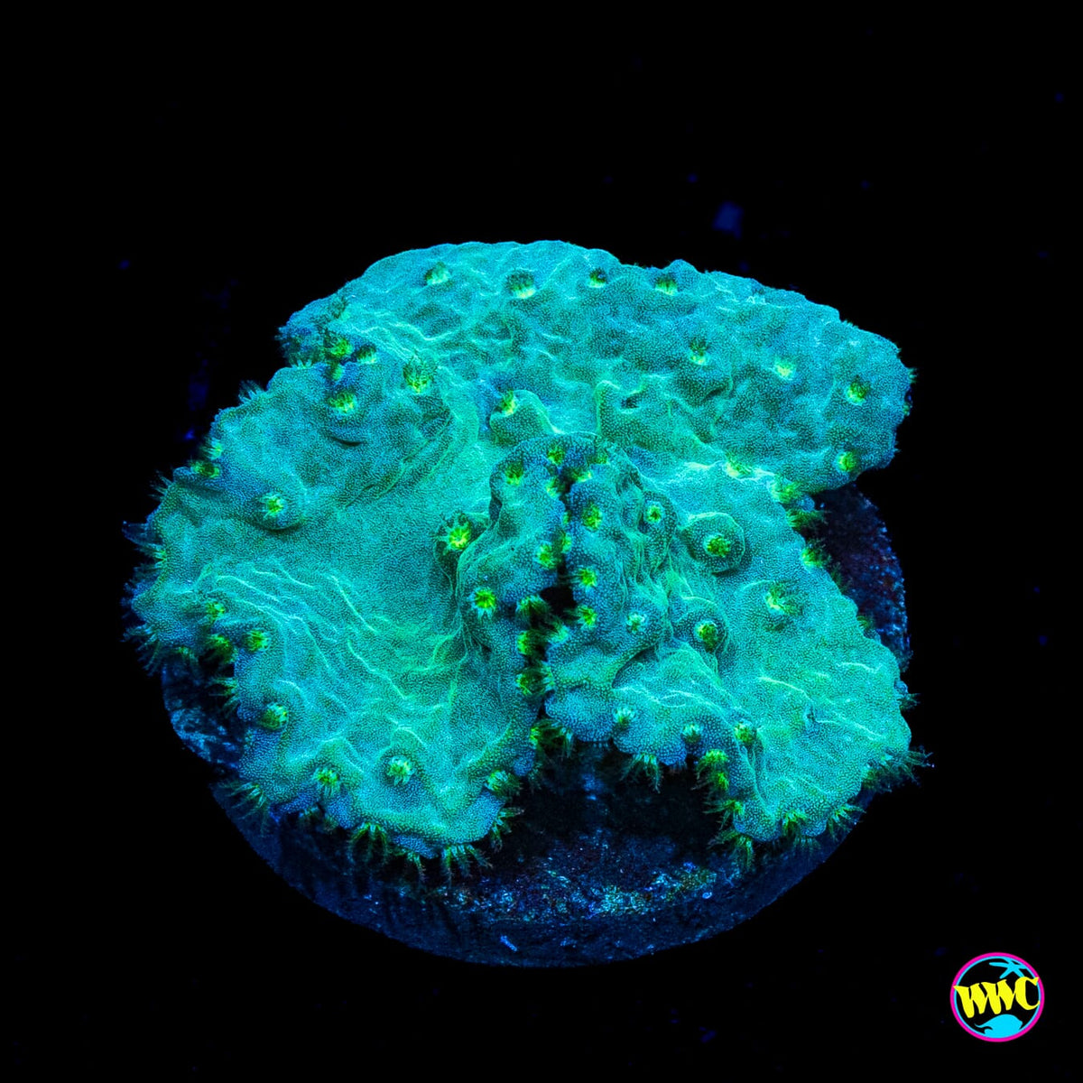 Teal Cabbage Leather