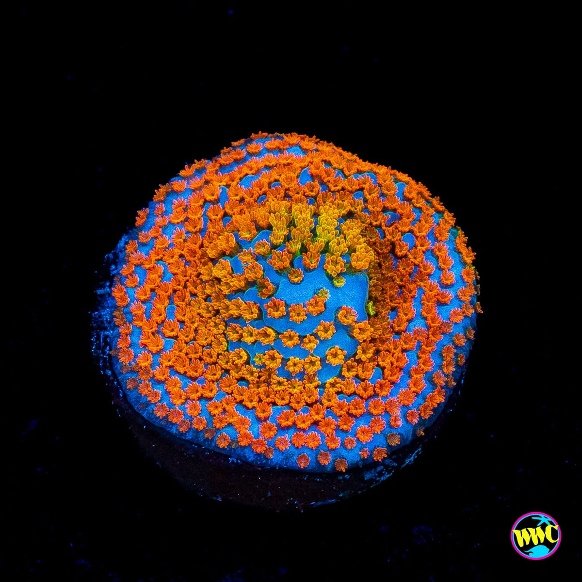 Jason Fox Fruity Pebbles Montipora