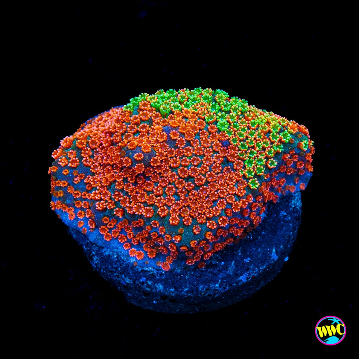Jason Fox Dizzy Spell Montipora