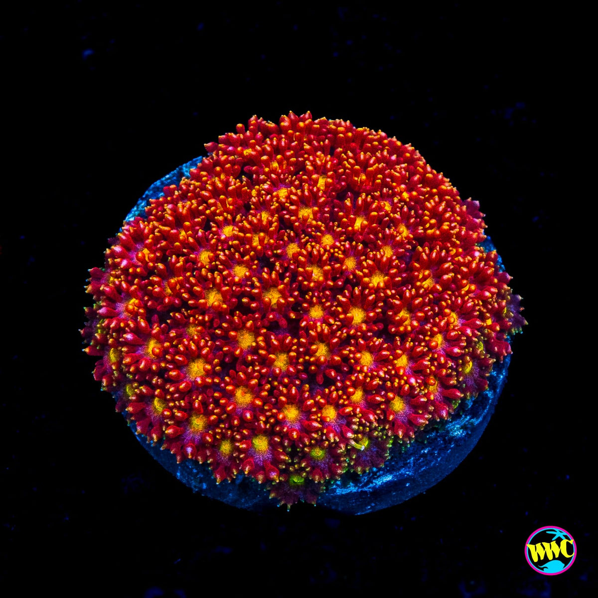 WWC Flame Tongue Micro Goniopora