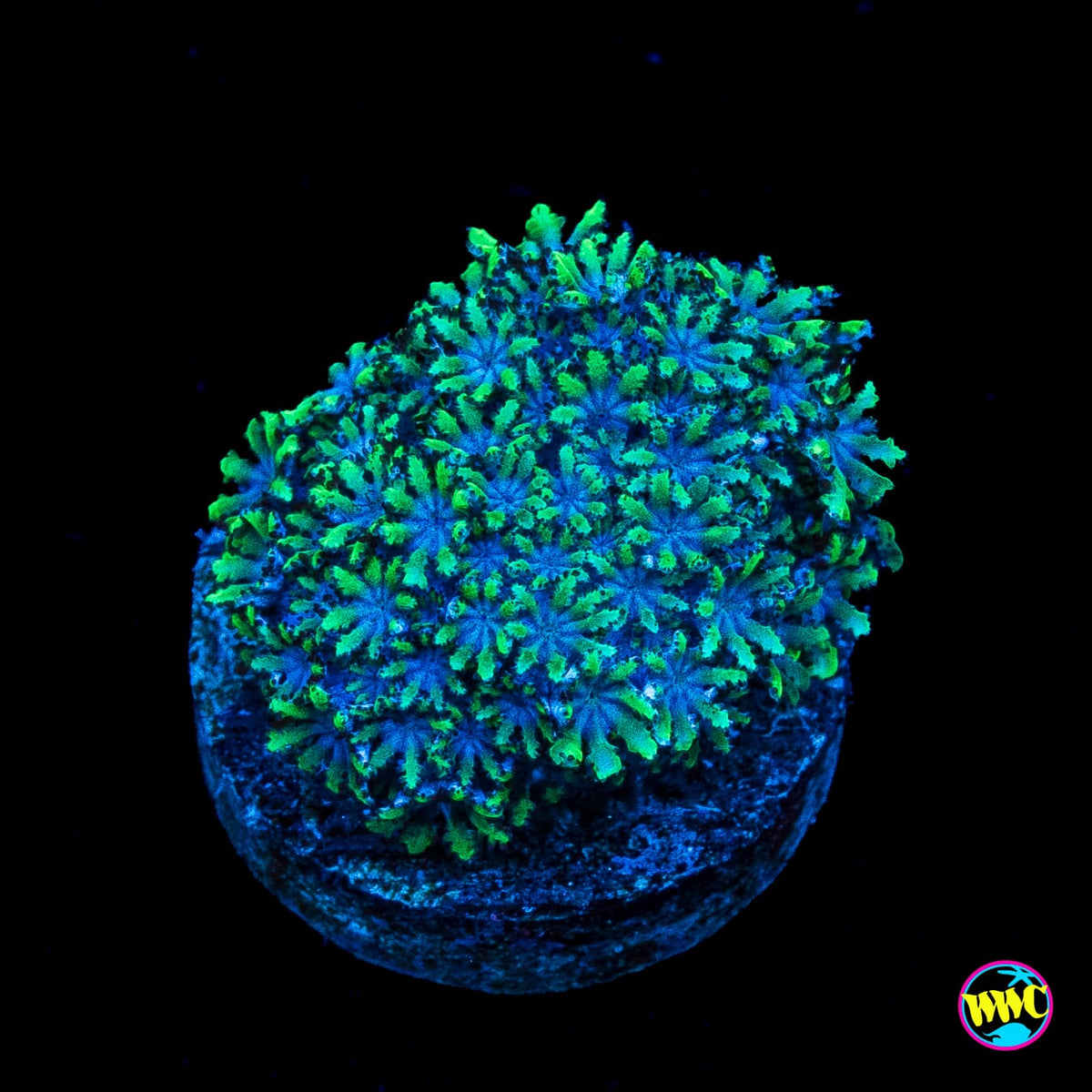 WWC Blue Sympodium