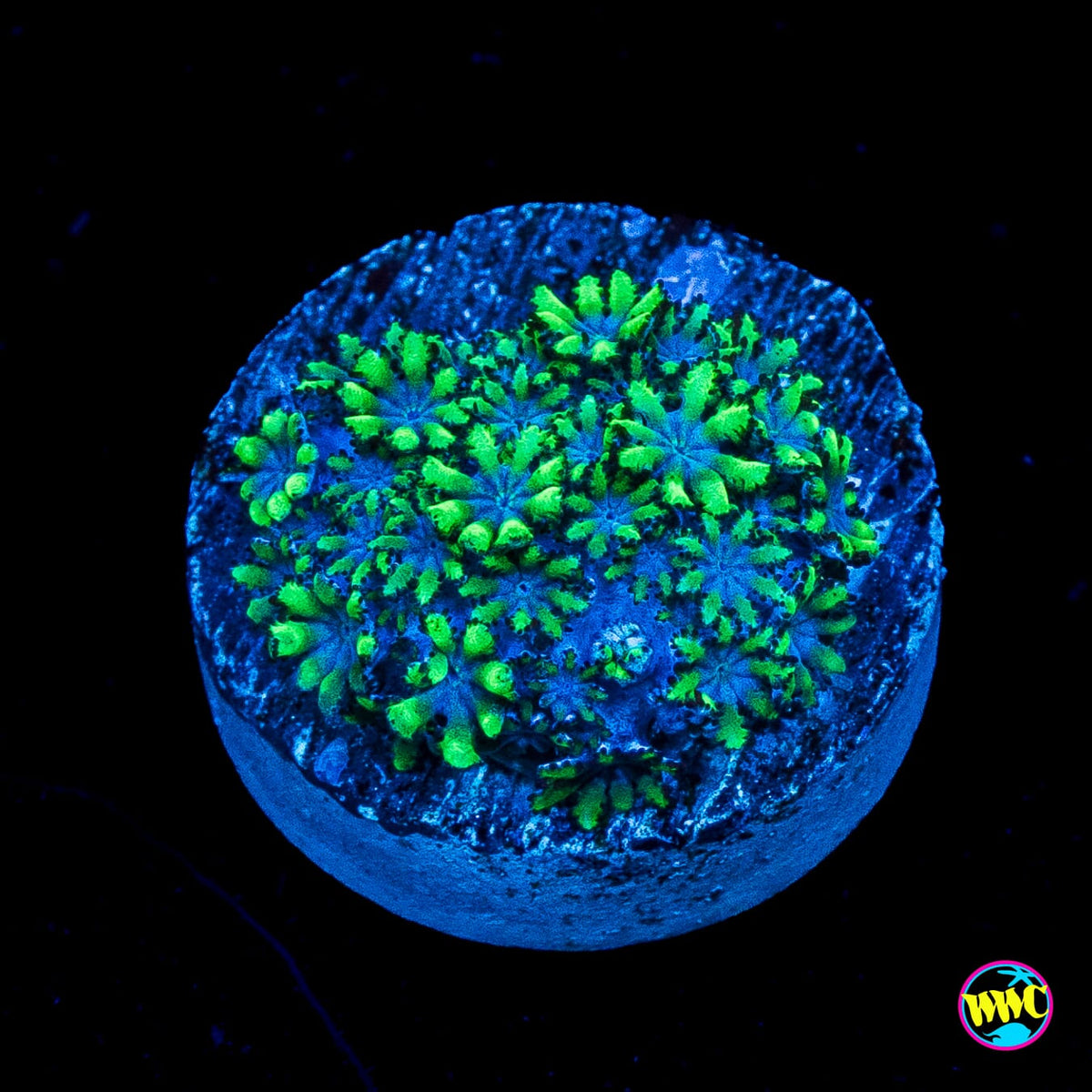 WWC Blue Sympodium