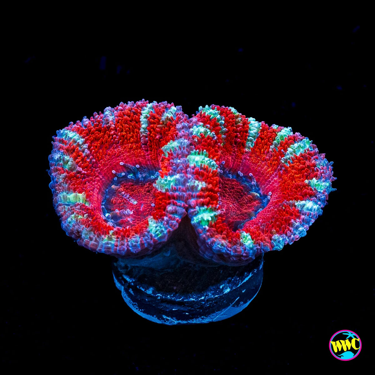 Silver Streaker Aussie Lord