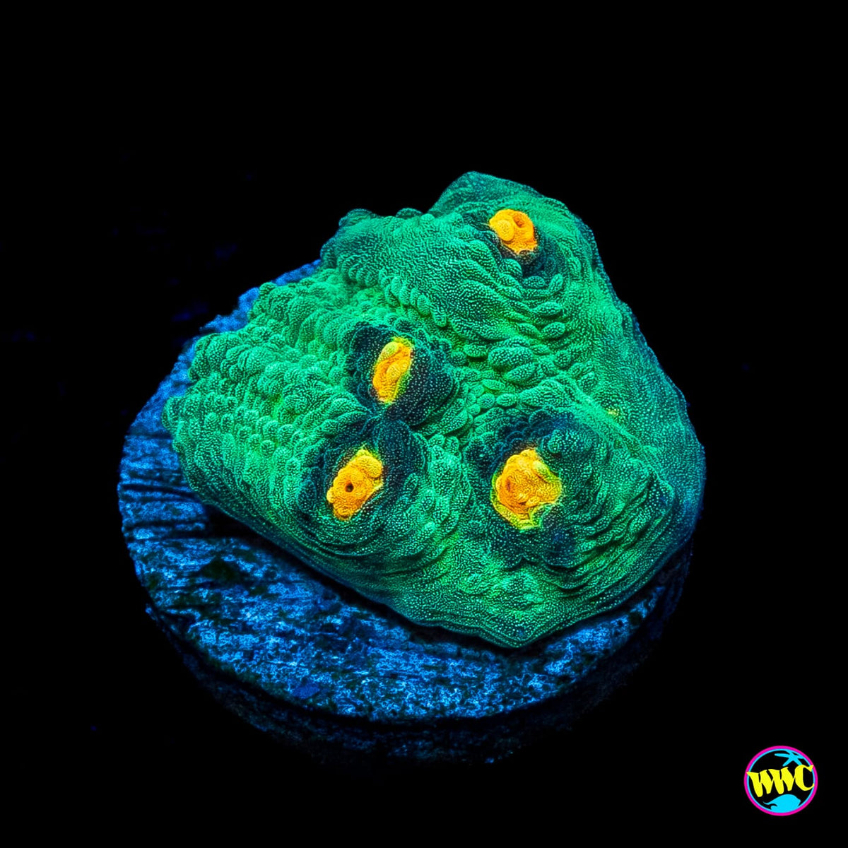 WWC Golden Boy Mycedium Chalice