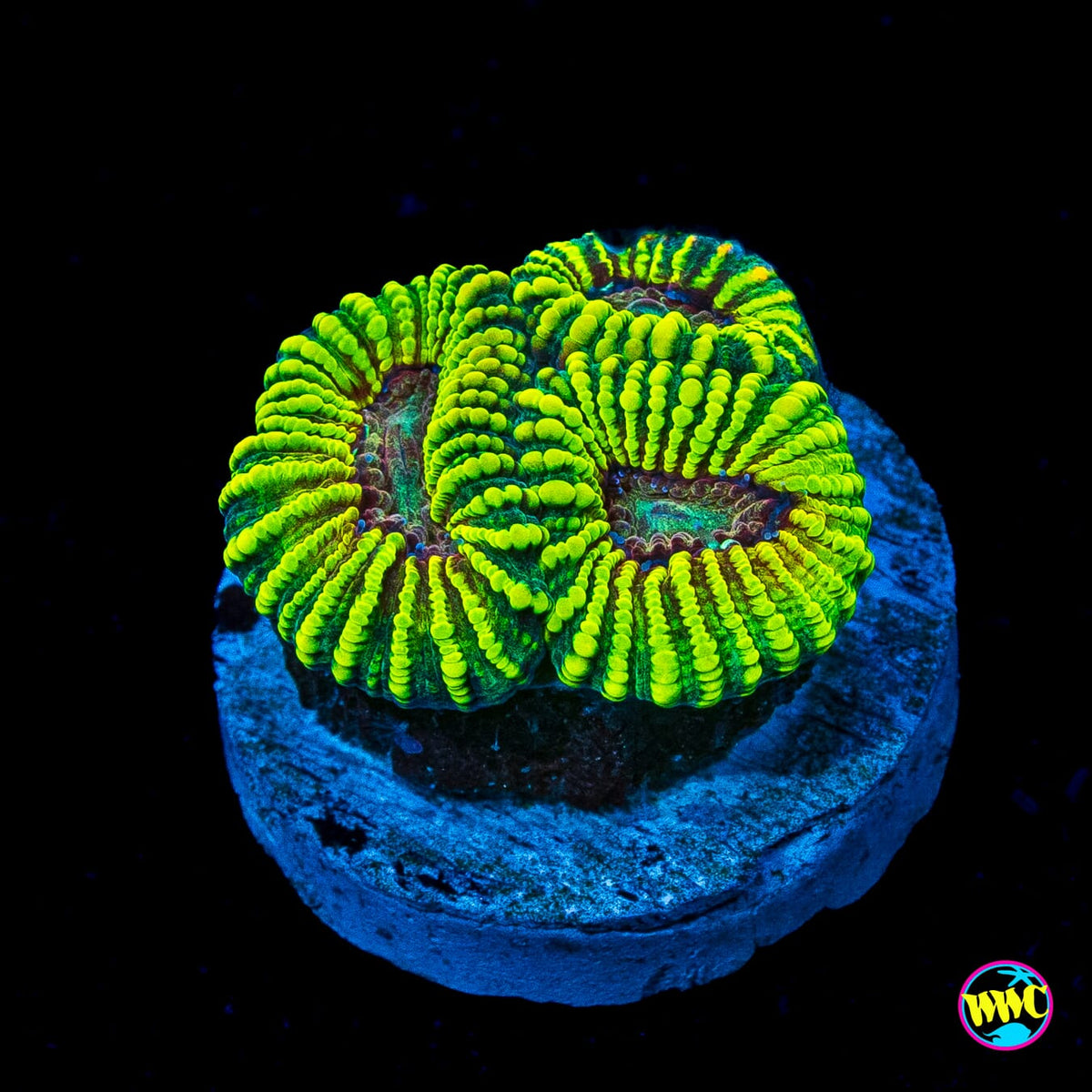 Mayan Rose Favia