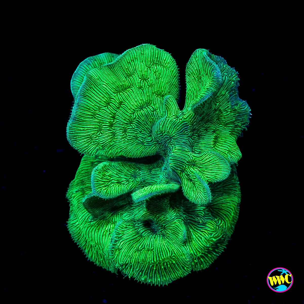 WWC Cactus Pavona