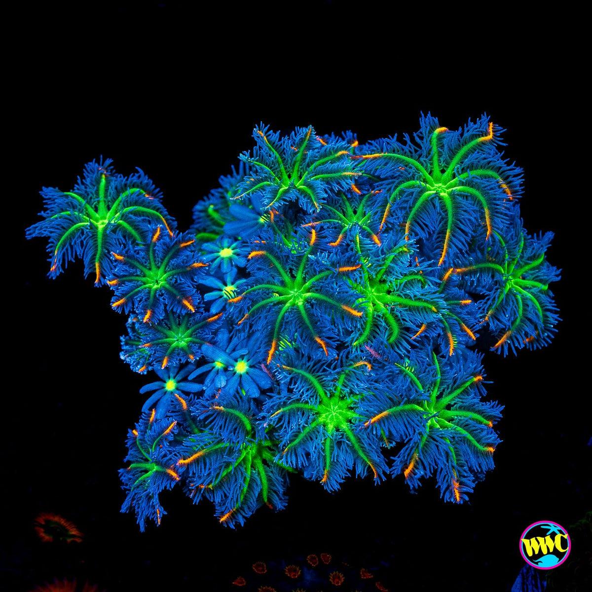 WWC High Voltage and Midnight Daisy Combo Clove Polyps