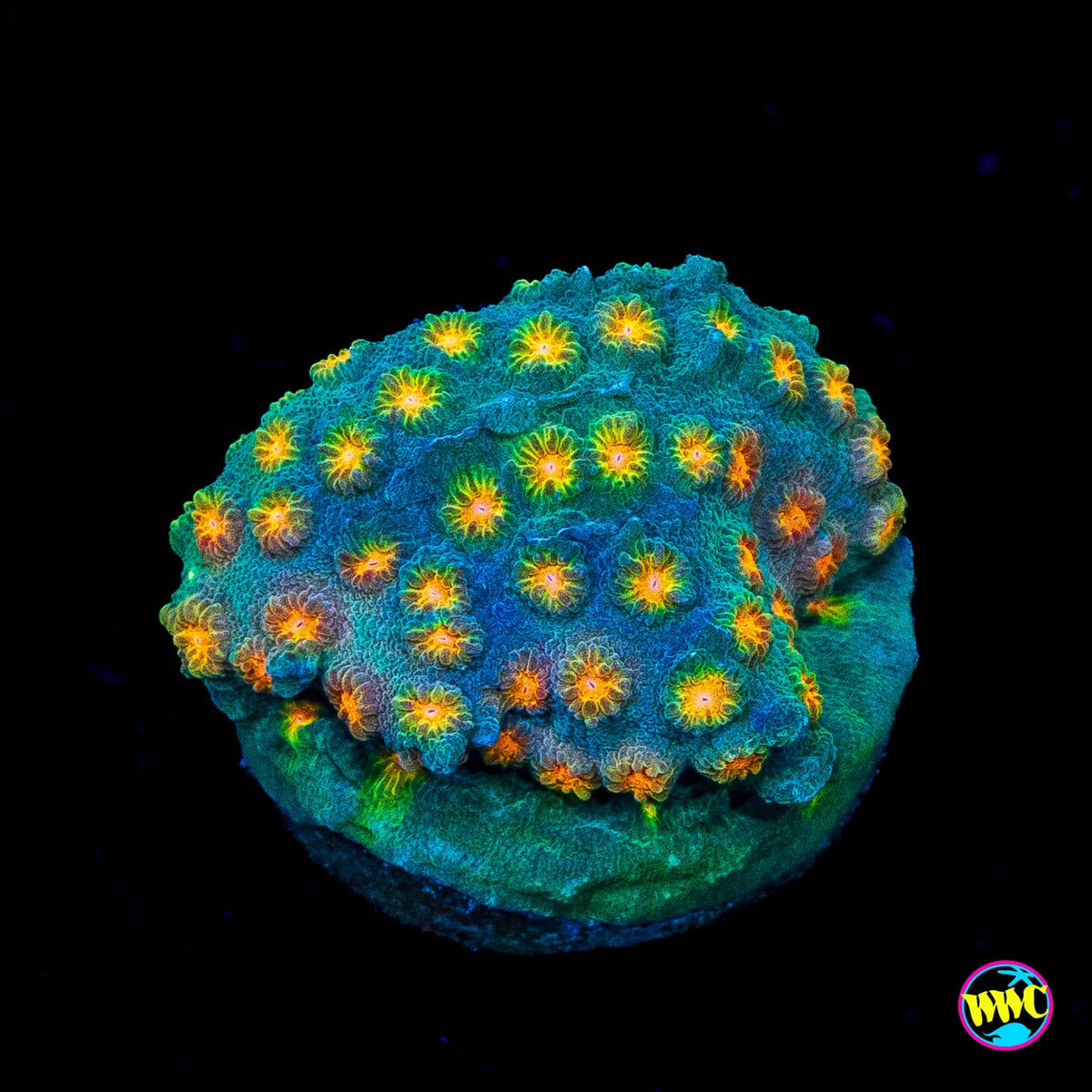 WWC Rainbow Madness Cyphastrea