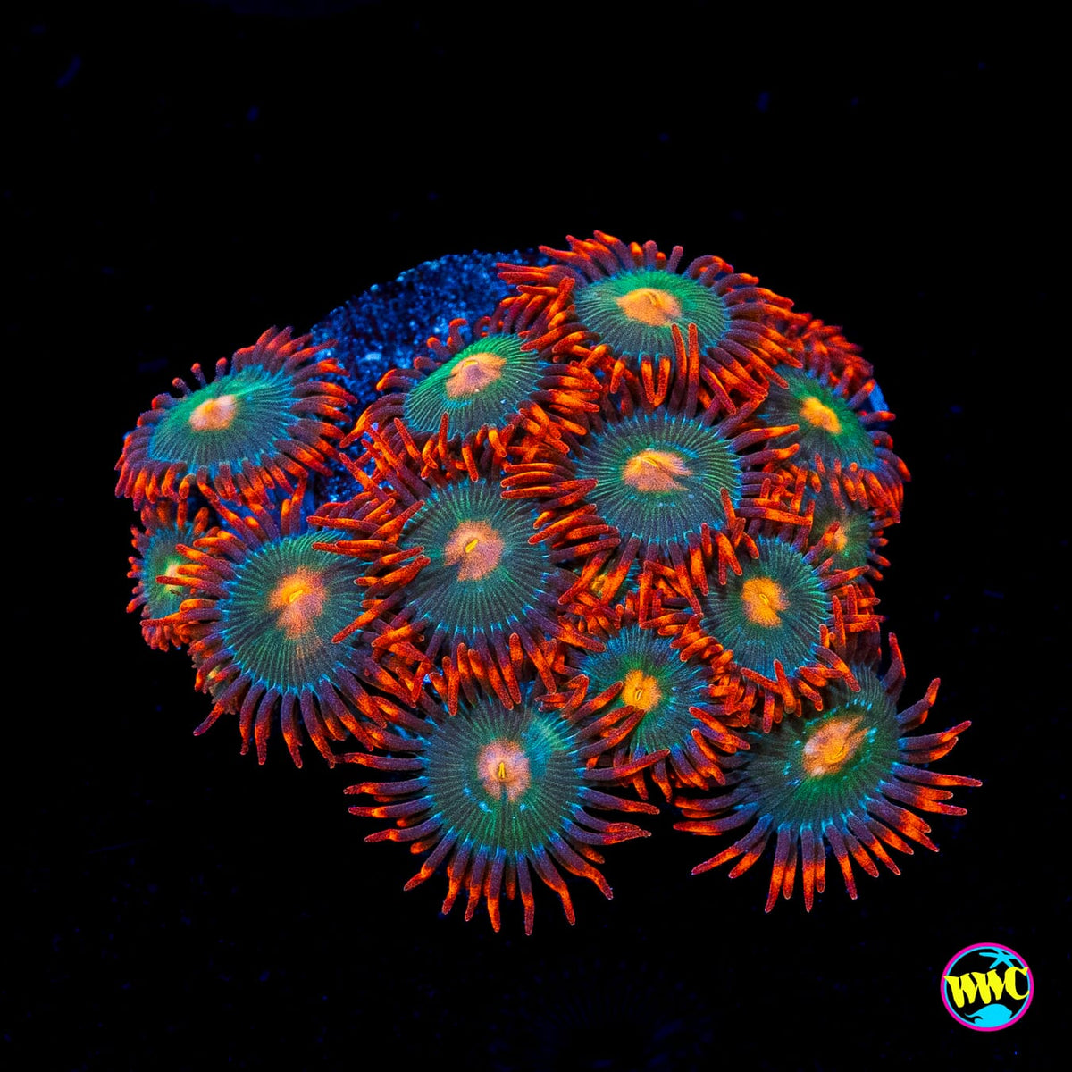 Gatorade Zoanthids