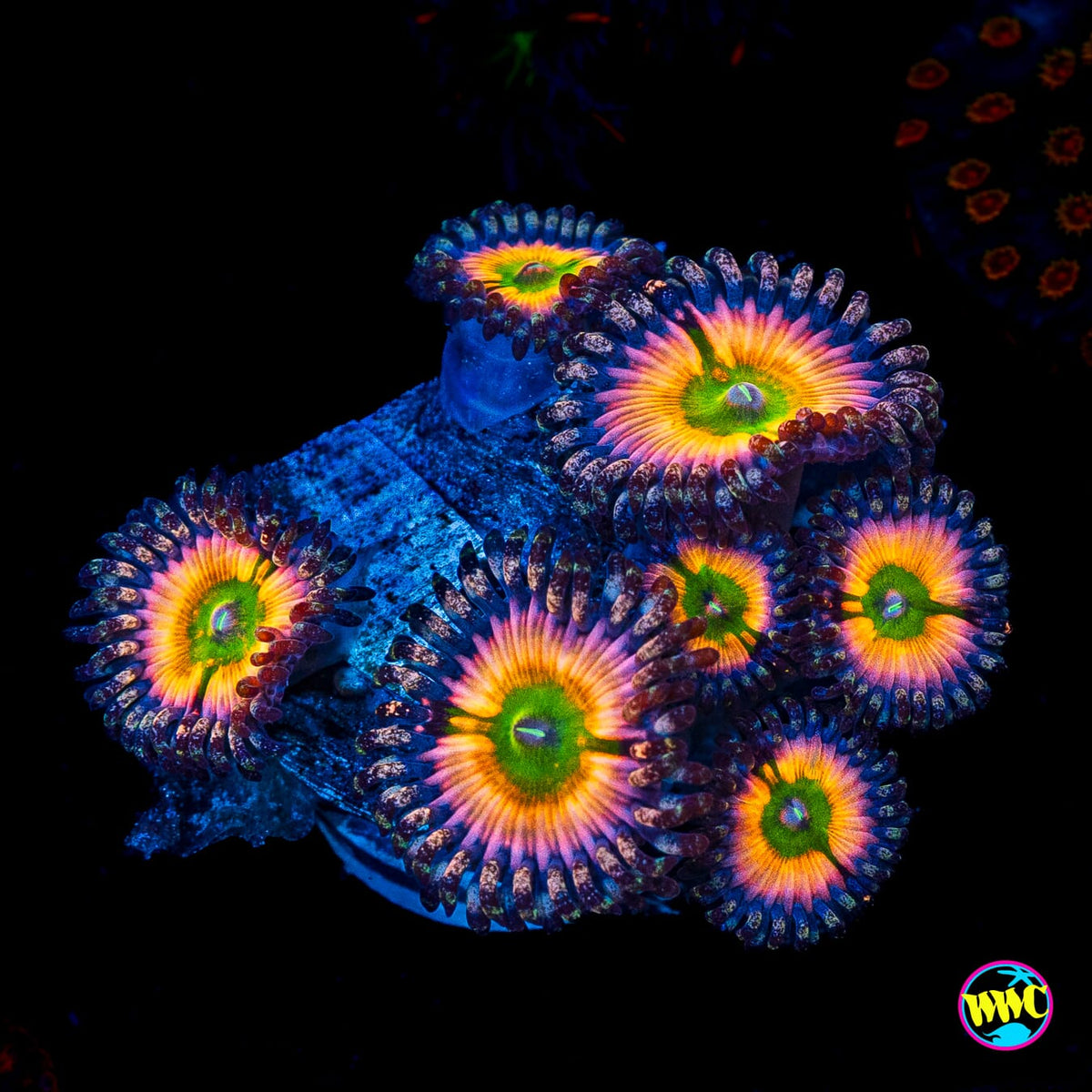 Tyree Rainbow Infusion Zoanthids
