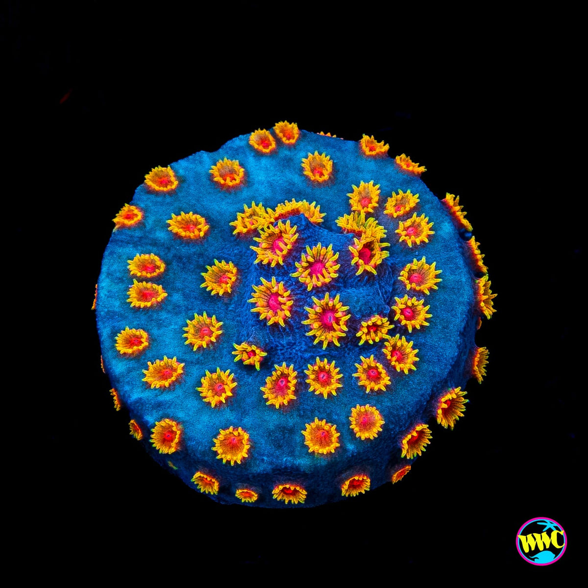WWC Bizarro Cyphastrea