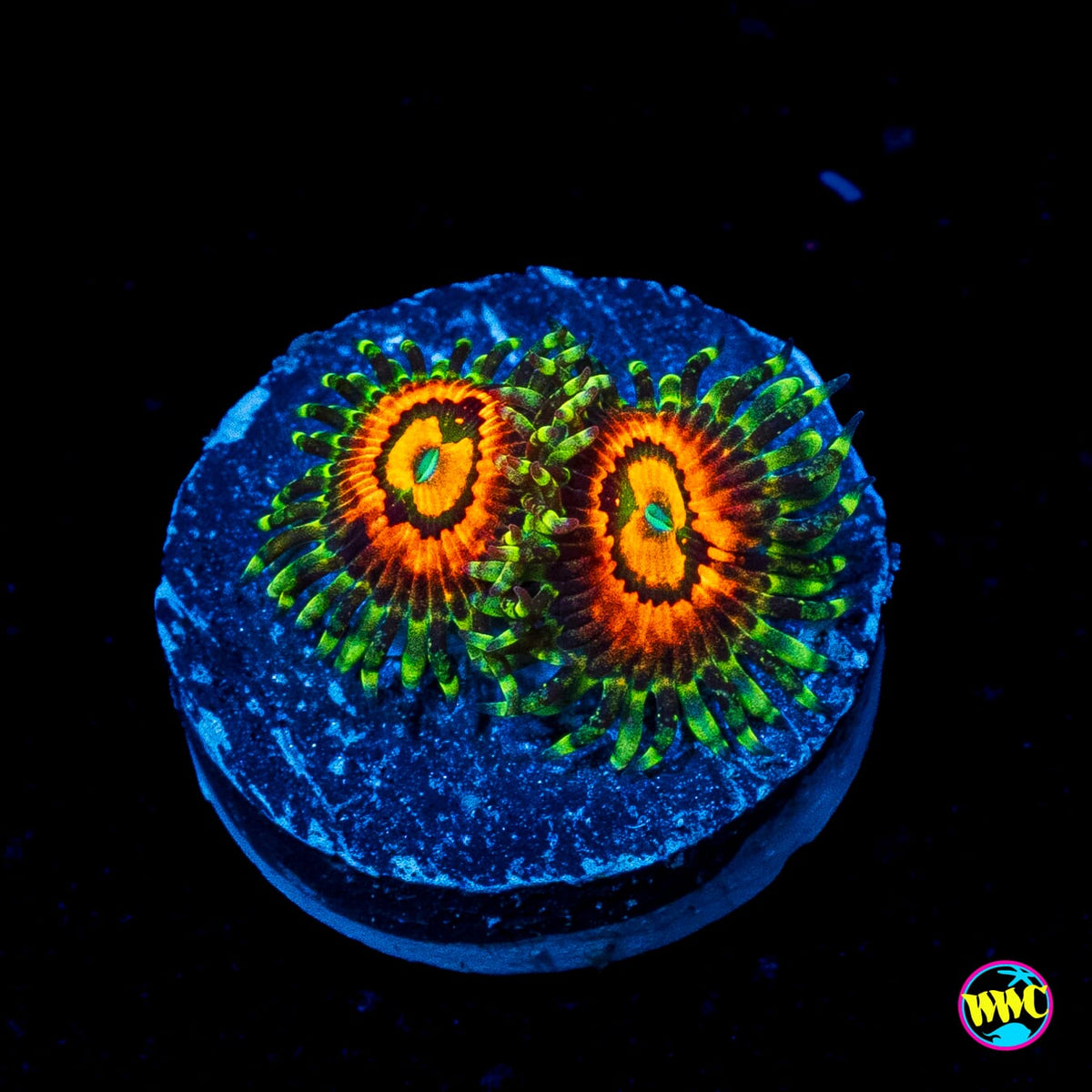 Rainbow Incinerator Zoanthids