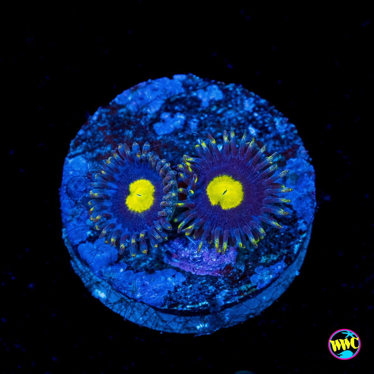 WWC Crazy Kimchi Zoanthids
