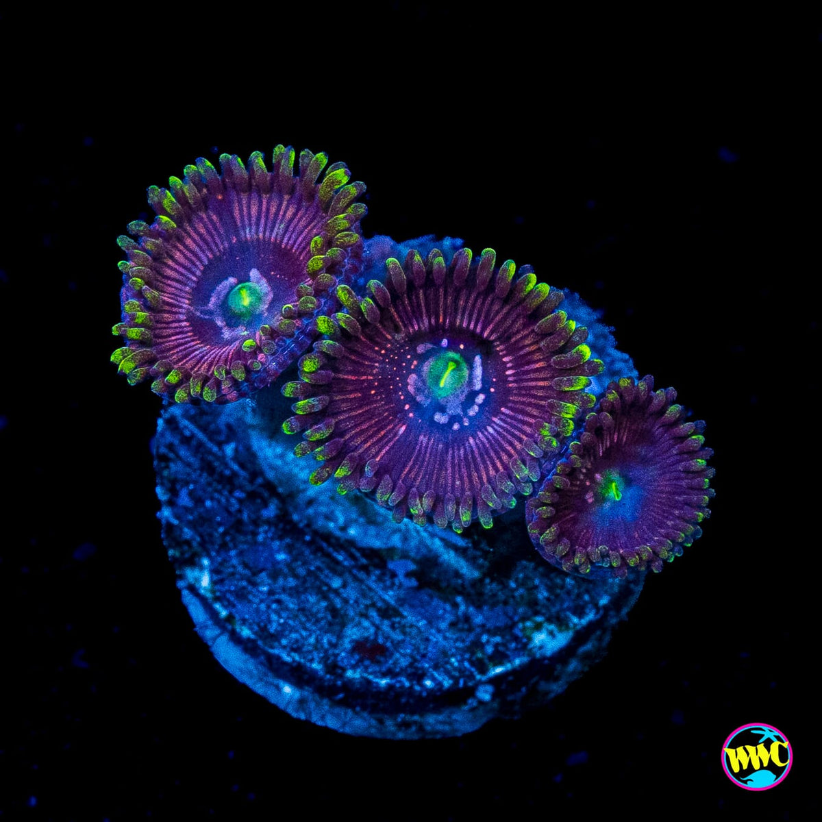 WWC Black Orchid Zoanthids