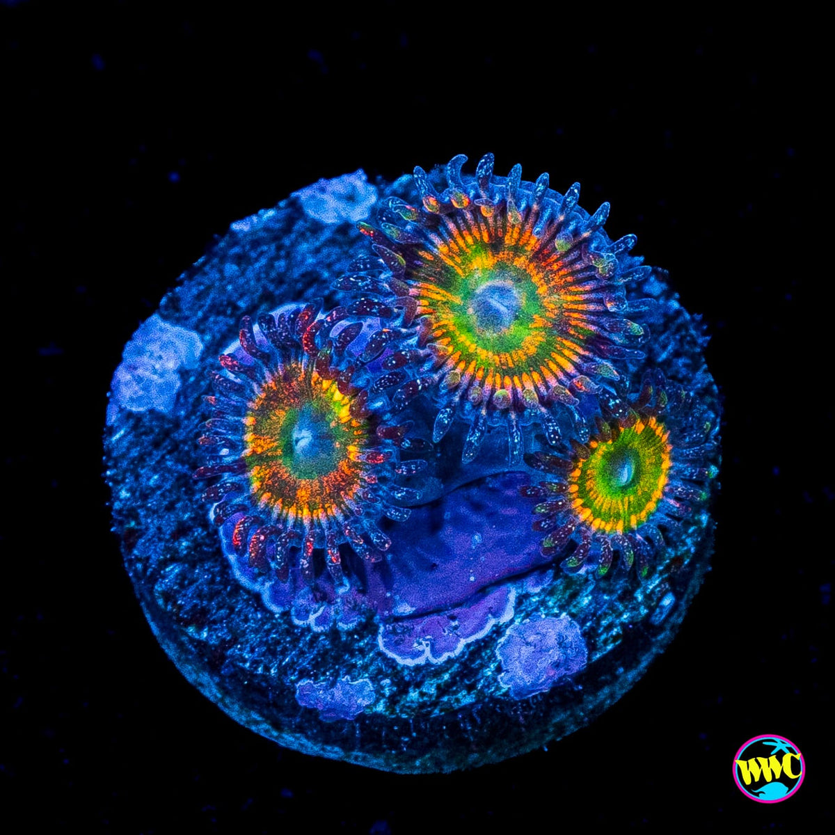 Sunny D Zoanthids