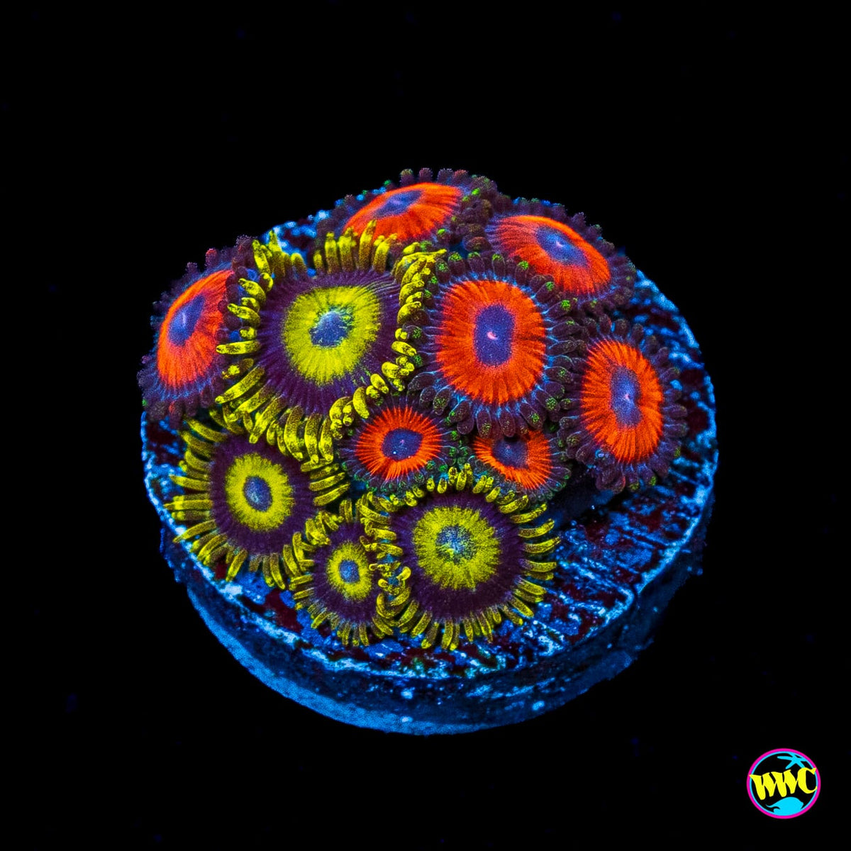 LA Lakerz Zoanthids and WWC Red Bull Combo Zoanthids