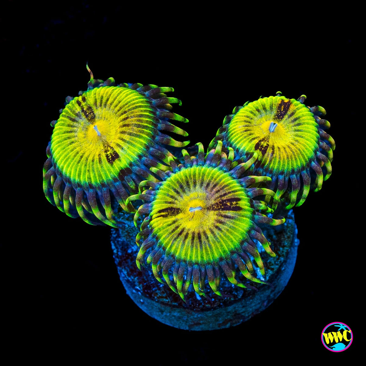 Butt Muncher Zoanthids