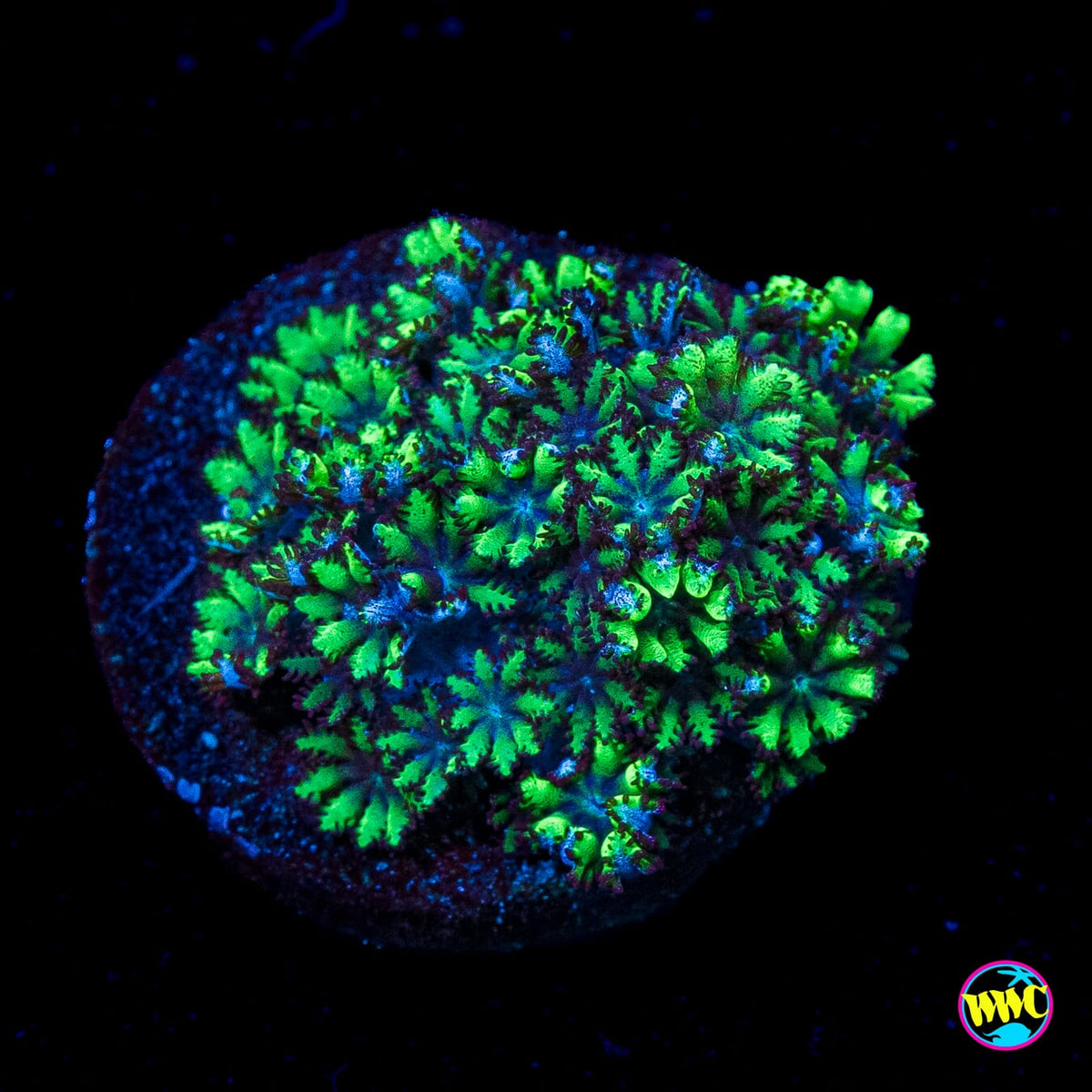 WWC Blue Sympodium