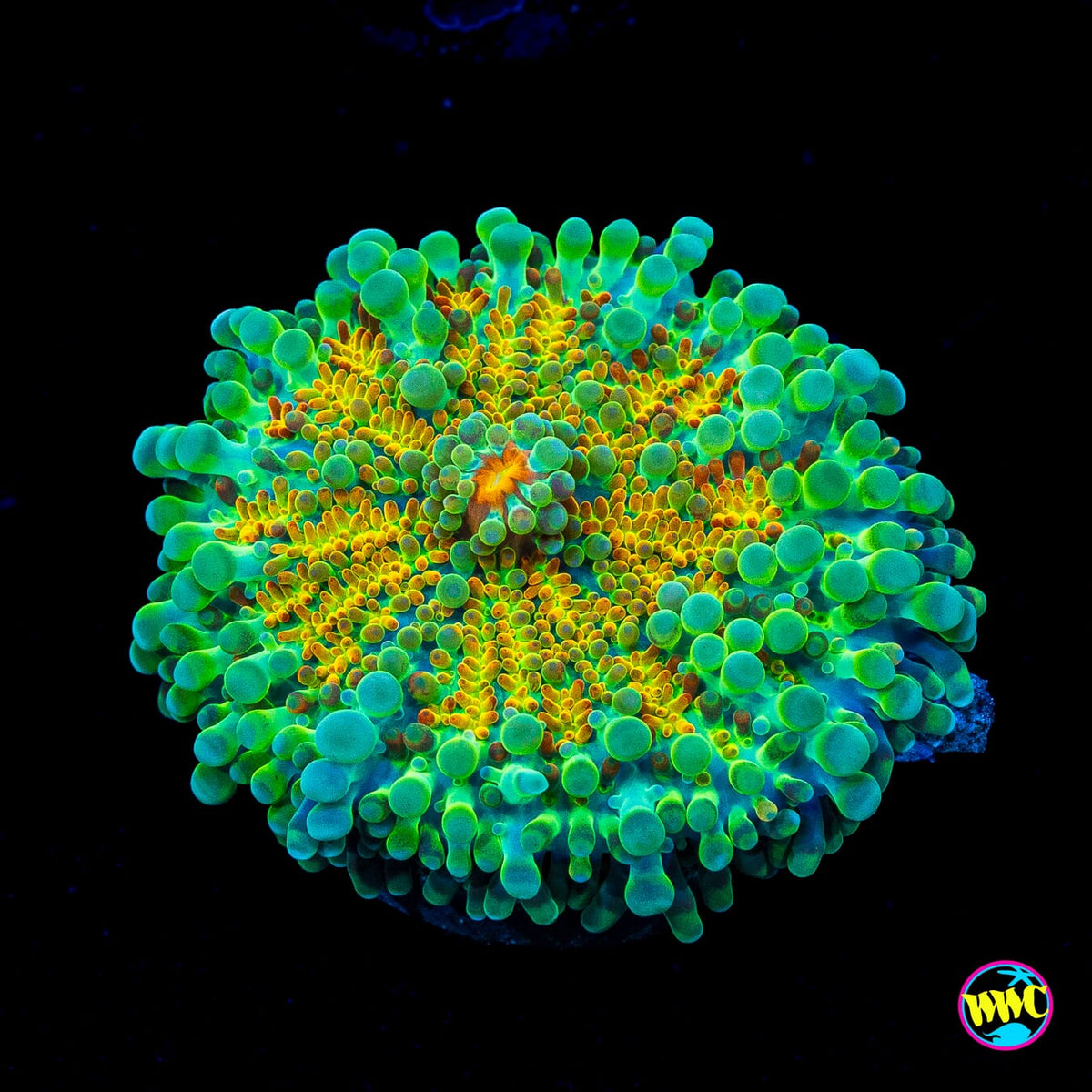 Tropical Sunrise Yuma Mushroom