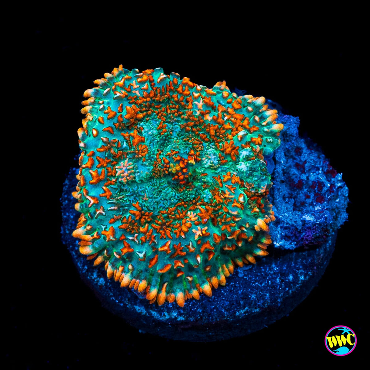 Half Baked Rhodactis Mushroom