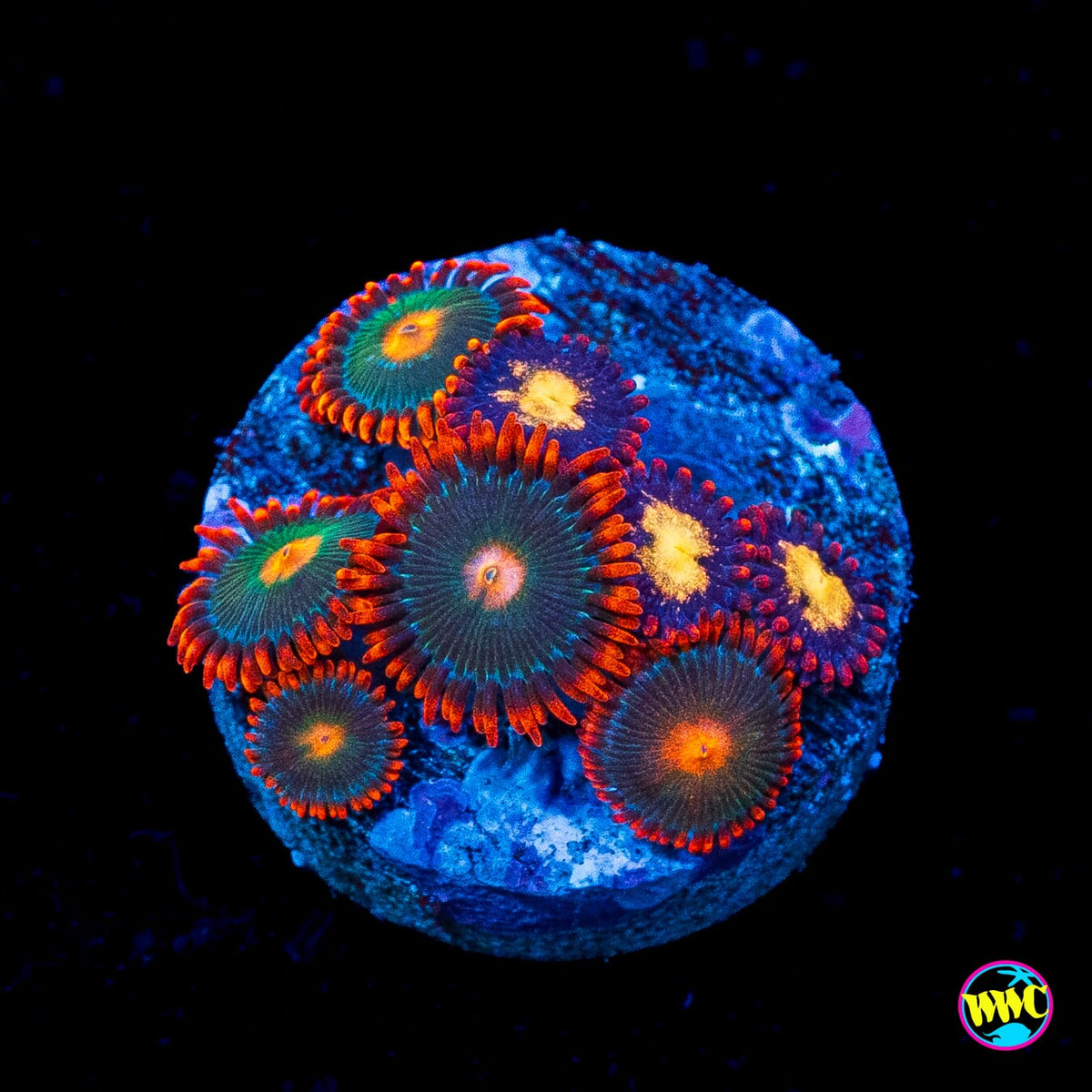Gatorade and WWC Egg Yolks Combo Zoanthids