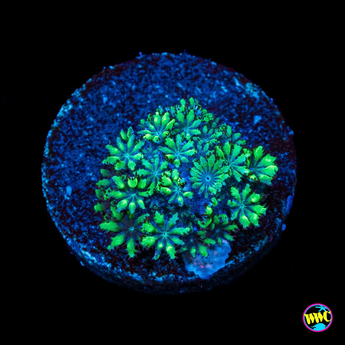 WWC Blue Sympodium