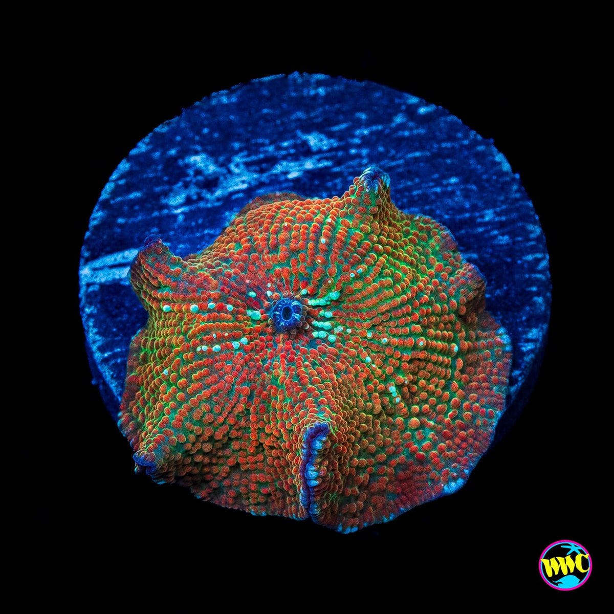 Juiced Frog Disco Mushroom