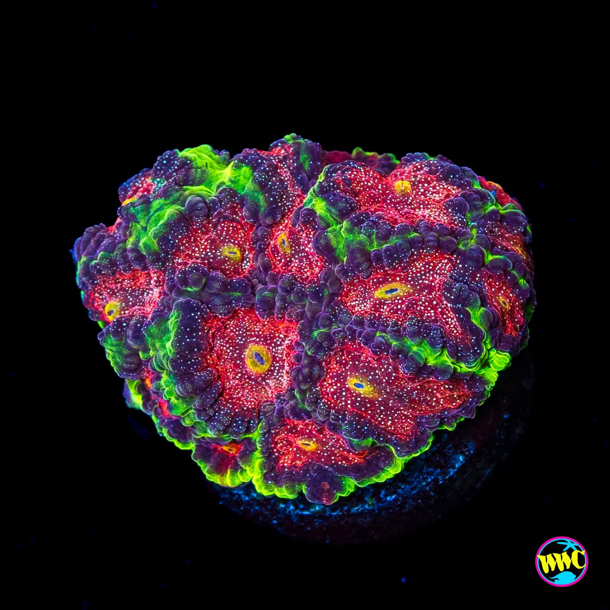 WWC Bejeweled Favites