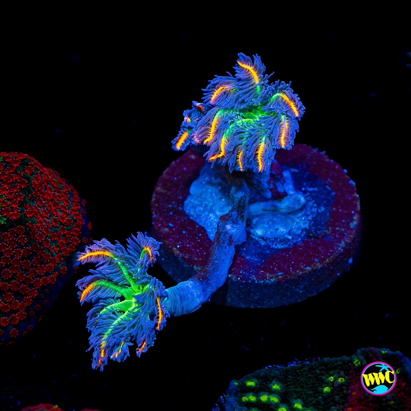 WWC High Voltage Clove Polyps