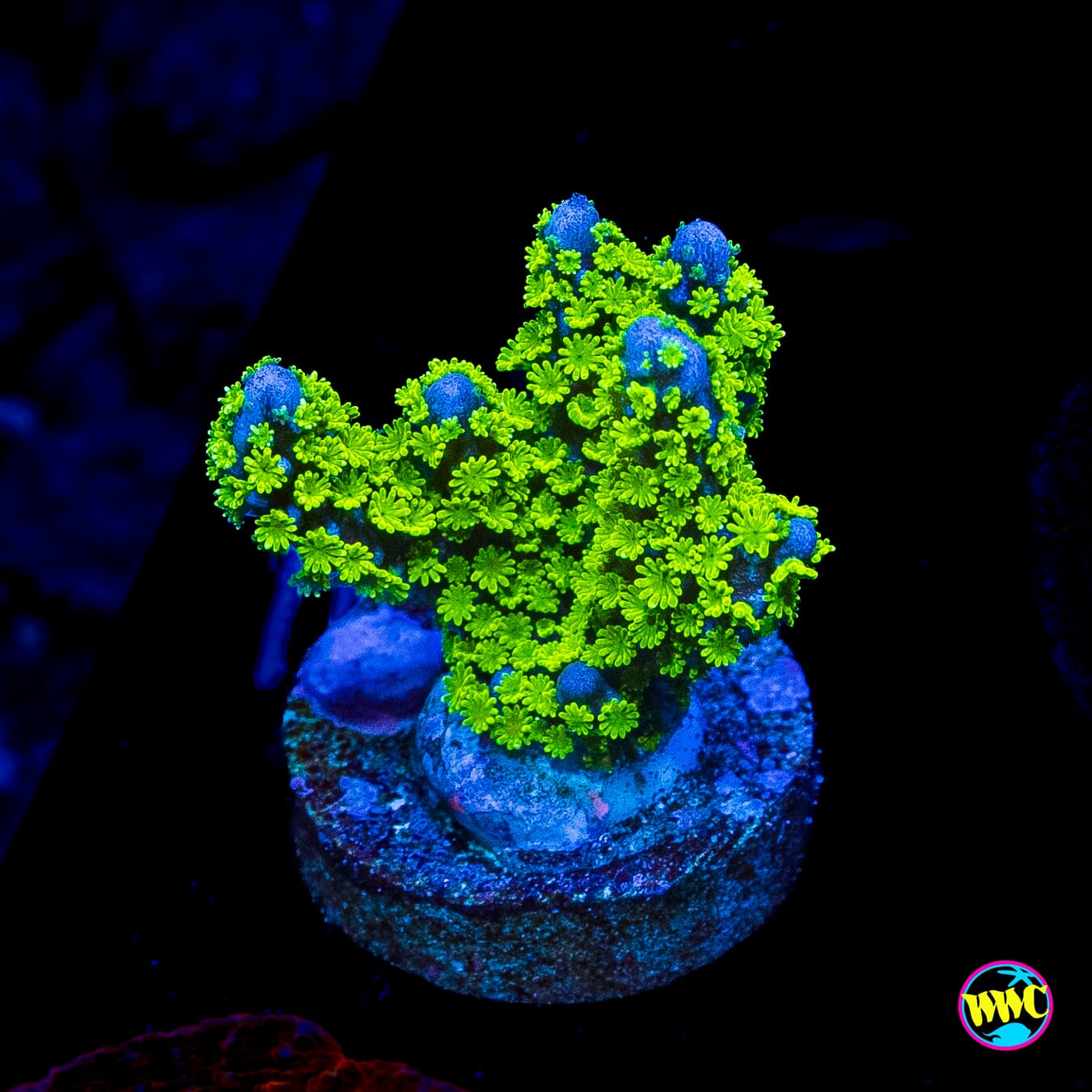 Jason Fox Purple Tide Montipora
