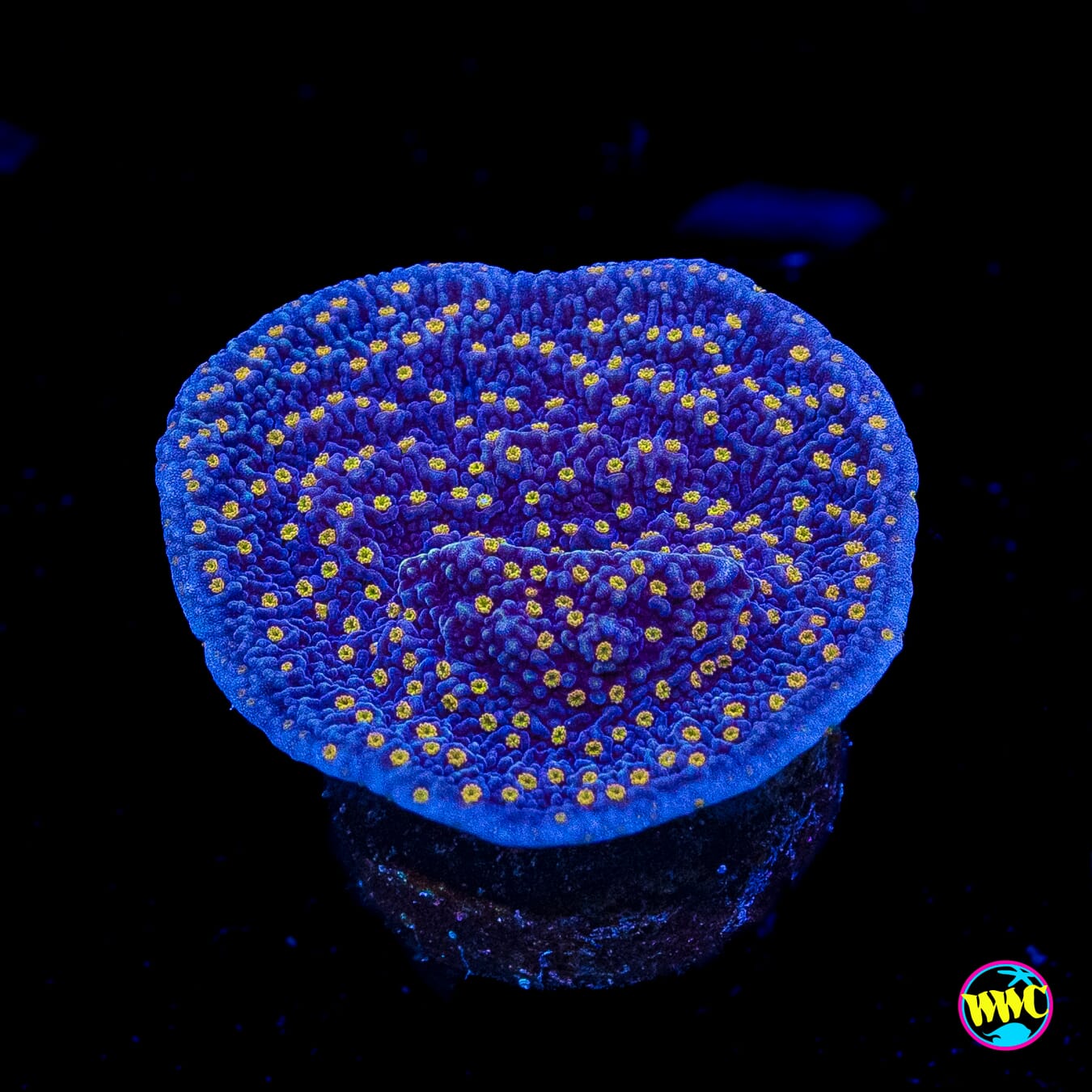 WWC Golden Lantern Montipora
