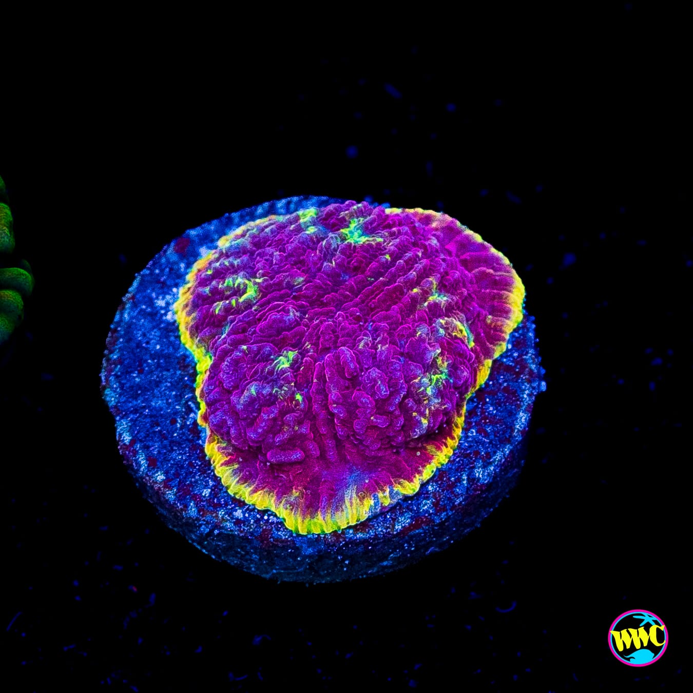 WWC Immolation Lithophyllon